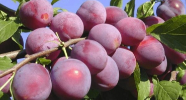 Jak sázet, pěstovat a pečovat o třešeň, výběr odrůd